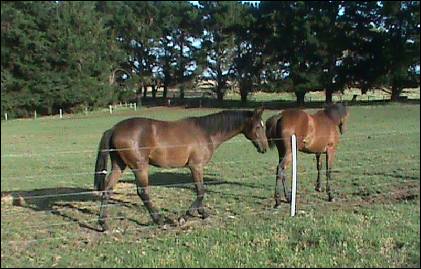 two horses by a wire fence in a paddock